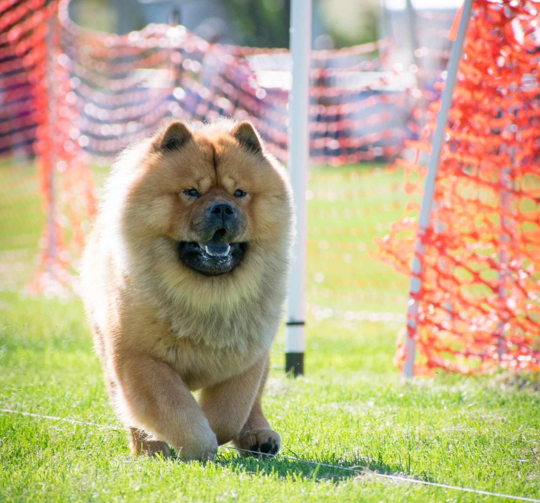 The Chow Chow